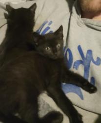 Lost Female Cat last seen Lee Summit Rd, Independence, MO 64055