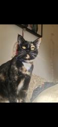 Lost Female Cat last seen Swallow rd and Cumberland ct, Fort Collins, CO 80526