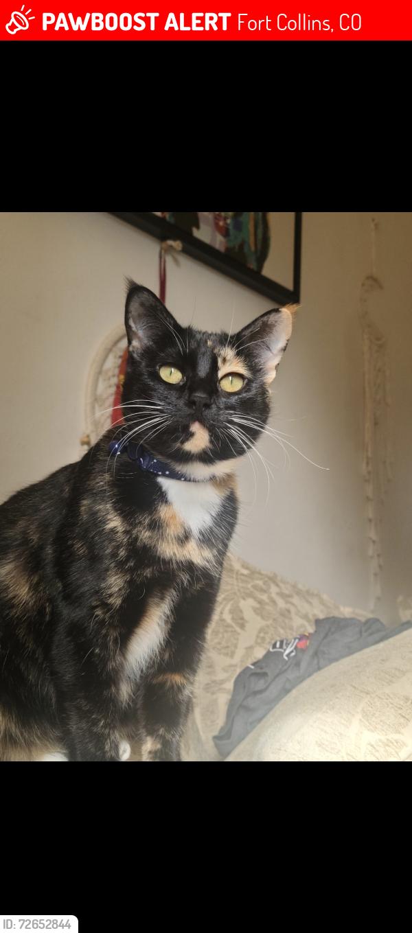 Lost Female Cat last seen Swallow rd and Cumberland ct, Fort Collins, CO 80526