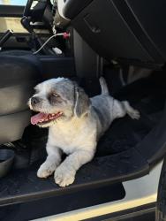 Found/Stray Male Dog last seen Alexander and Scott Robinson , North Las Vegas, NV 89032