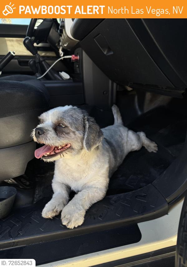 Found/Stray Male Dog last seen Alexander and Scott Robinson , North Las Vegas, NV 89032
