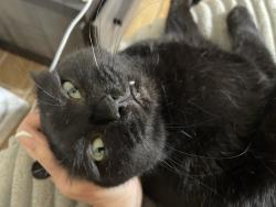 Lost Male Cat last seen N Braeswood and Mullins, Houston, TX 77096