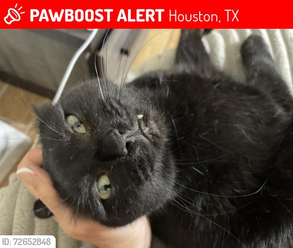 Lost Male Cat last seen N Braeswood and Mullins, Houston, TX 77096