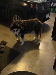 Found/Stray Unknown Dog last seen Appleton Medical Center, Appleton, WI 54912