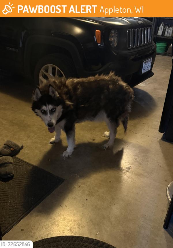 Found/Stray Unknown Dog last seen Appleton Medical Center, Appleton, WI 54912