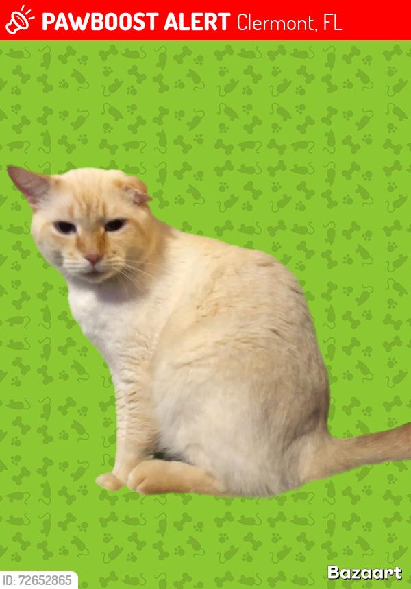 Lost Male Cat last seen Berry Groves Rd, Clermont, FL 34714