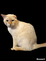 Lost Male Cat last seen Berry Groves Rd, Clermont, FL 34714