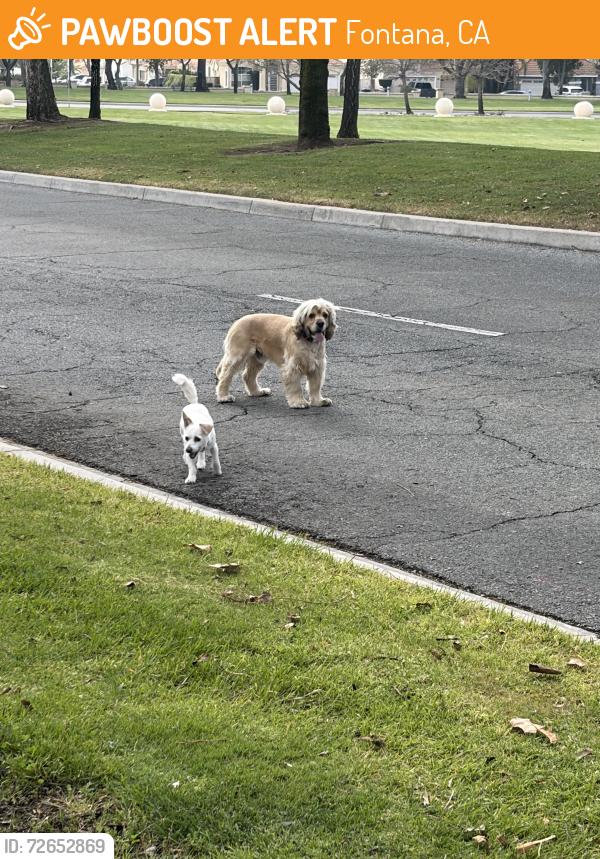 Found/Stray Unknown Dog last seen Headed towards Palermo Street area, Fontana, CA 92336