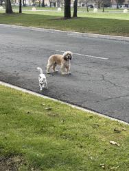 Found/Stray Unknown Dog last seen Headed towards Palermo Street area, Fontana, CA 92336