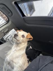 Found/Stray Female Dog last seen Marina san leandro, San Leandro, CA 94577