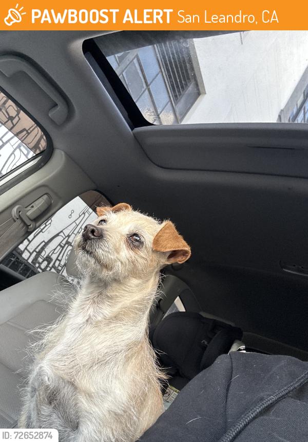 Found/Stray Female Dog last seen Marina san leandro, San Leandro, CA 94577