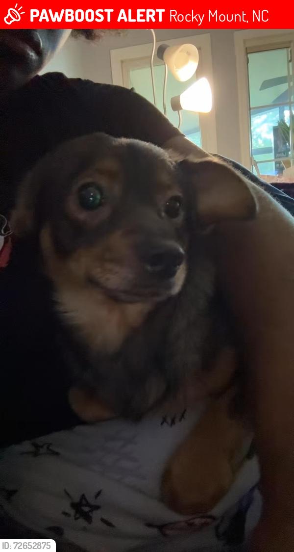 Lost Male Dog last seen Braswell Memorial Library, Rocky Mount, NC 27804