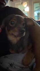 Lost Male Dog last seen Braswell Memorial Library, Rocky Mount, NC 27804