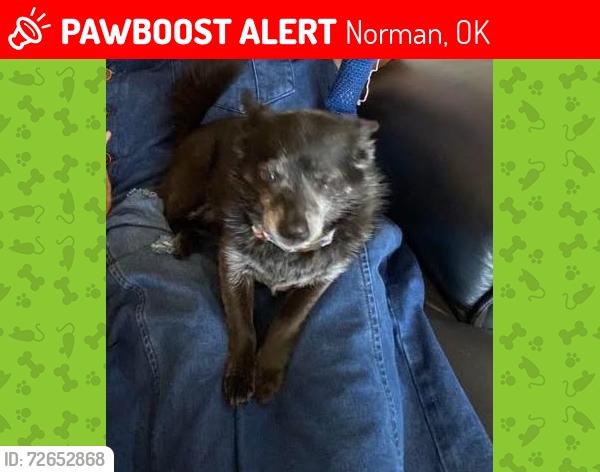 Lost Male Dog last seen South area of Summit Lakes, Norman, OK 73071