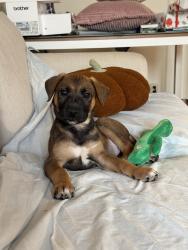 Found/Stray Female Dog last seen Overland and venice, Los Angeles, CA 90034