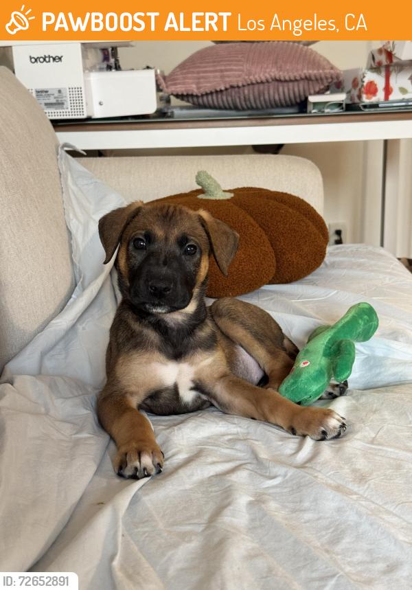 Found/Stray Female Dog last seen Overland and venice, Los Angeles, CA 90034