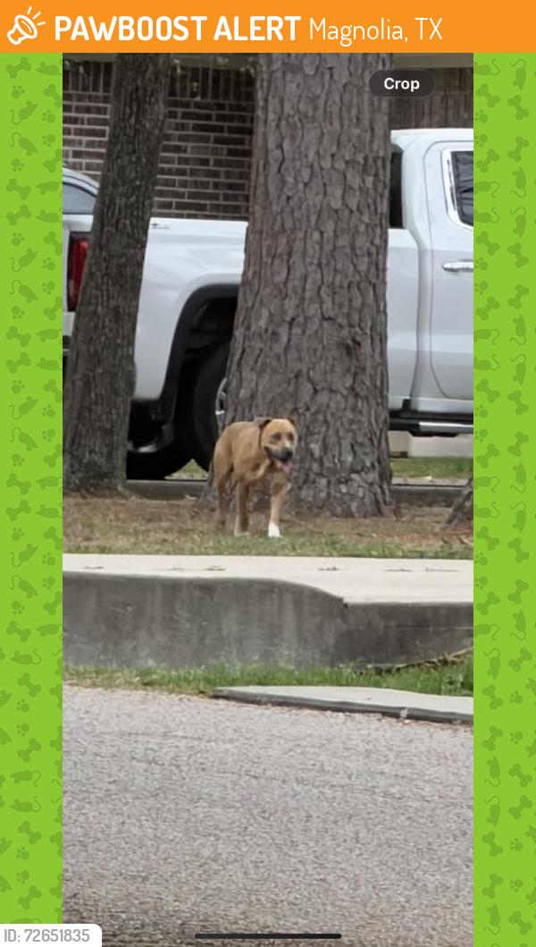 Found/Stray Unknown Dog last seen Champion oaks dr, Magnolia, TX 77354
