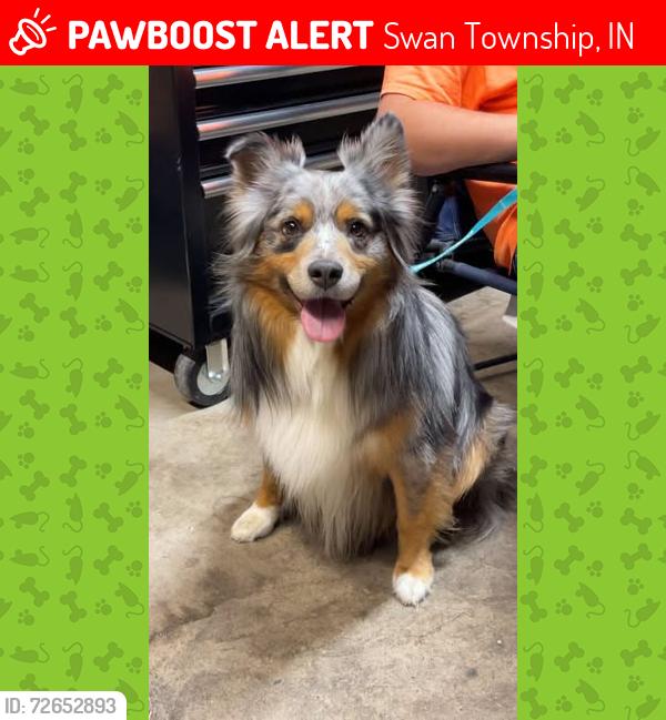 Lost Male Dog last seen Near east aviila indiana, Swan Township, IN 46710