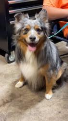 Lost Male Dog last seen Near east aviila indiana, Swan Township, IN 46710