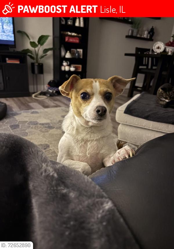 Lost Female Dog last seen Smith road and South , Lisle, IL 60532