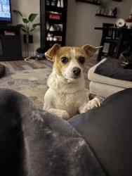 Lost Female Dog last seen Smith road and South , Lisle, IL 60532
