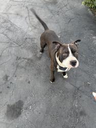 Lost Male Dog last seen Flagler , Miami, FL 33125