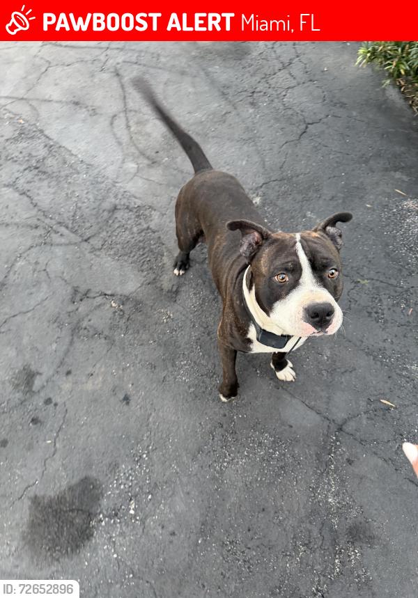 Lost Male Dog last seen Flagler , Miami, FL 33125