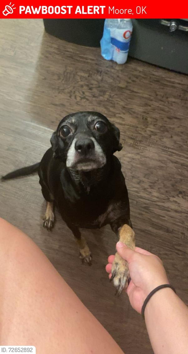 Lost Female Dog last seen N Eastern Ave, by Moore High School, Moore, OK 73160