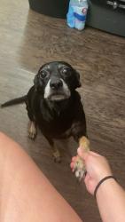 Lost Female Dog last seen N Eastern Ave, by Moore High School, Moore, OK 73160