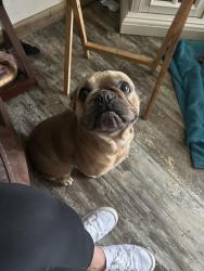 Lost Male Dog last seen Near s Wiggins st 77355, Magnolia, TX 77355