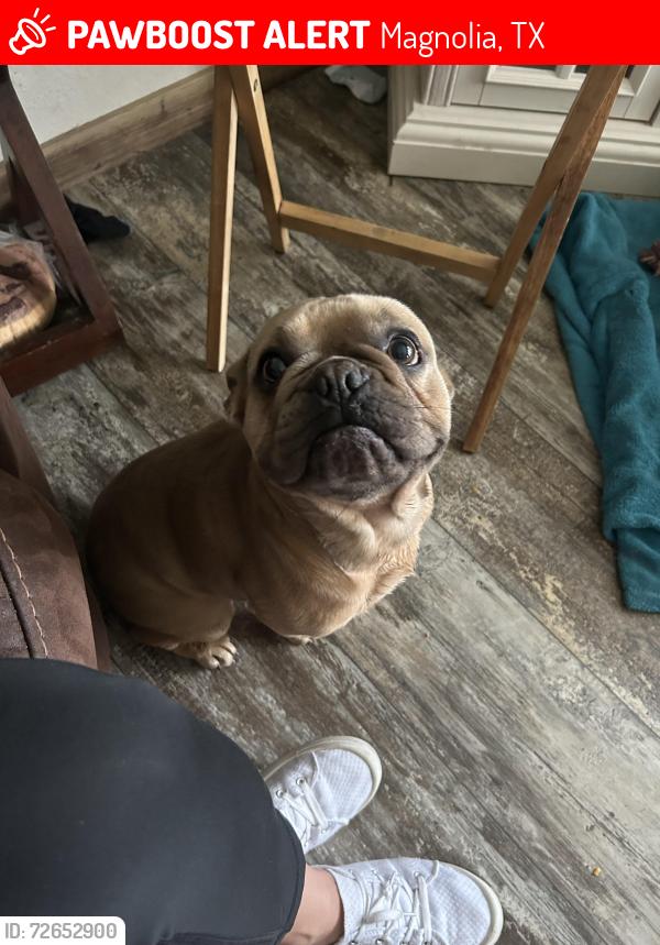 Lost Male Dog last seen Near s Wiggins st 77355, Magnolia, TX 77355
