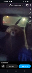 Lost Female Dog last seen Fort Worth tx , Fort Worth, TX 76120