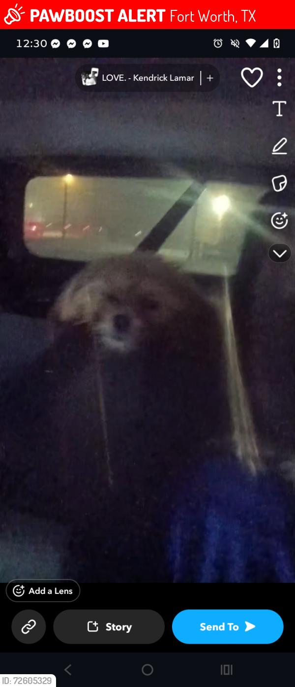 Lost Female Dog last seen Fort Worth tx , Fort Worth, TX 76120