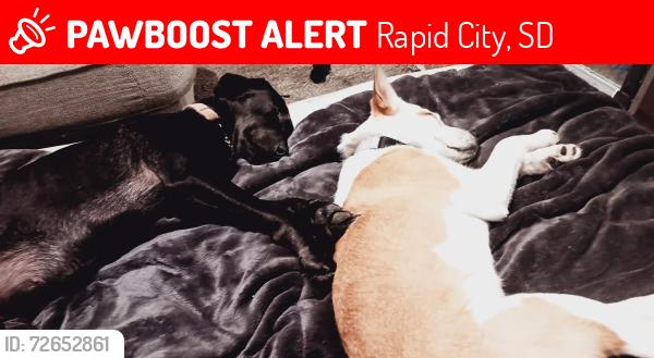 Lost Female Dog last seen General bettle , Rapid City, SD 57701