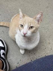 Lost Male Cat last seen Marks and shaw , Fresno, CA 93705