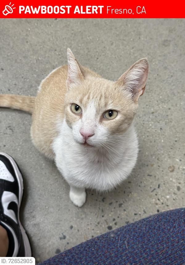 Lost Male Cat last seen Marks and shaw , Fresno, CA 93705