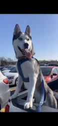 Lost Male Dog last seen hodde st, Dallas, TX 75217
