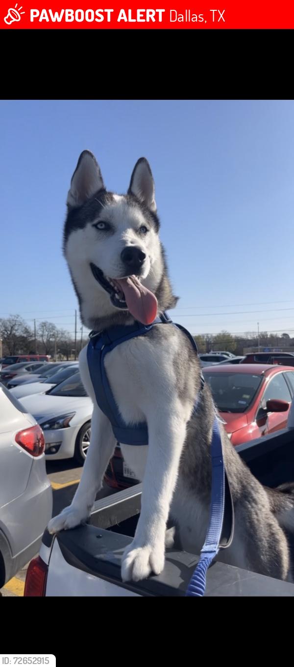 Lost Male Dog last seen hodde st, Dallas, TX 75217