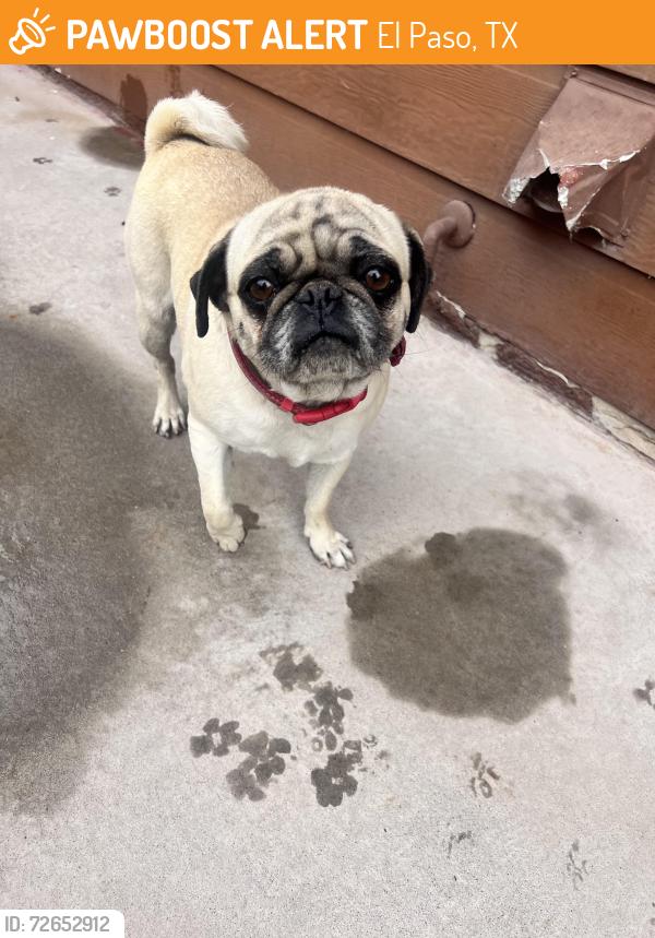 Found/Stray Female Dog last seen Tierra maya, El Paso, TX 79938