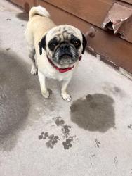 Found/Stray Female Dog last seen Tierra maya, El Paso, TX 79938