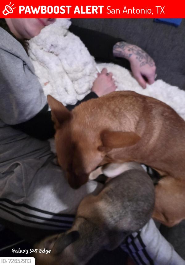 Lost Female Dog last seen E Southcross, San Antonio, TX 78223