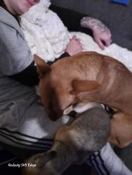 Lost Female Dog last seen E Southcross, San Antonio, TX 78223