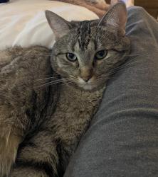Lost Female Cat last seen William Cannon & Salt Springs, Austin, TX 78744