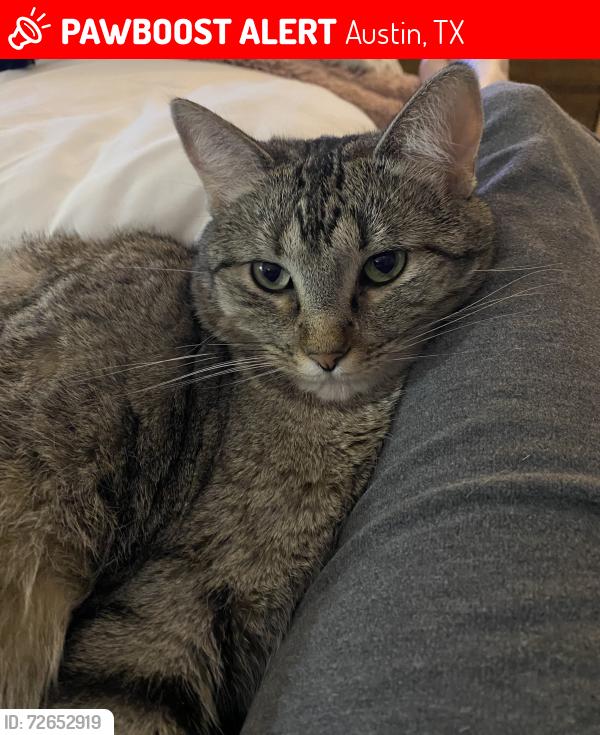 Lost Female Cat last seen William Cannon & Salt Springs, Austin, TX 78744