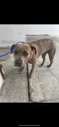Shelter Stray Male Dog last seen Near BLOCK NW 60 ST, Doral, FL 33122