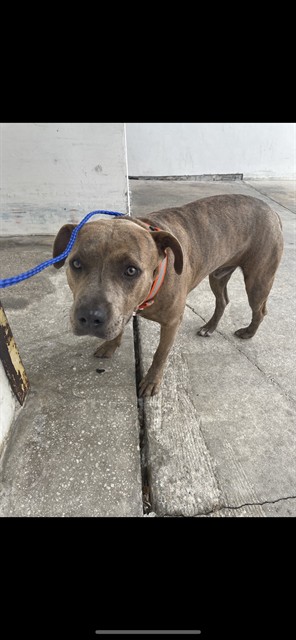 Shelter Stray Male Dog last seen Near BLOCK NW 60 ST, Doral, FL 33122