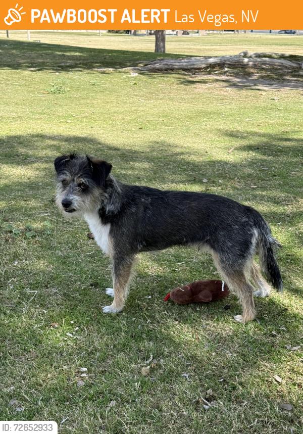 Found/Stray Unknown Dog last seen Lorenzi park fishing , Las Vegas, NV 89107