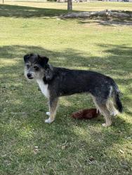 Found/Stray Unknown Dog last seen Lorenzi park fishing , Las Vegas, NV 89107