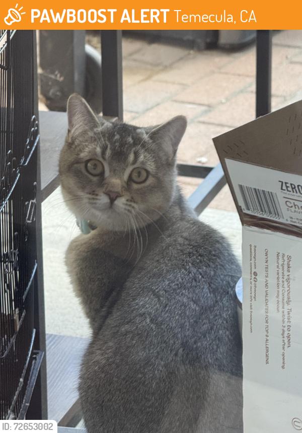 Found/Stray Female Cat last seen Roripaugh Road, Temecula, CA 92591