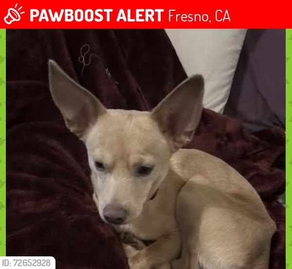 Lost Male Dog last seen Near E White Ave , Fresno, CA 93721